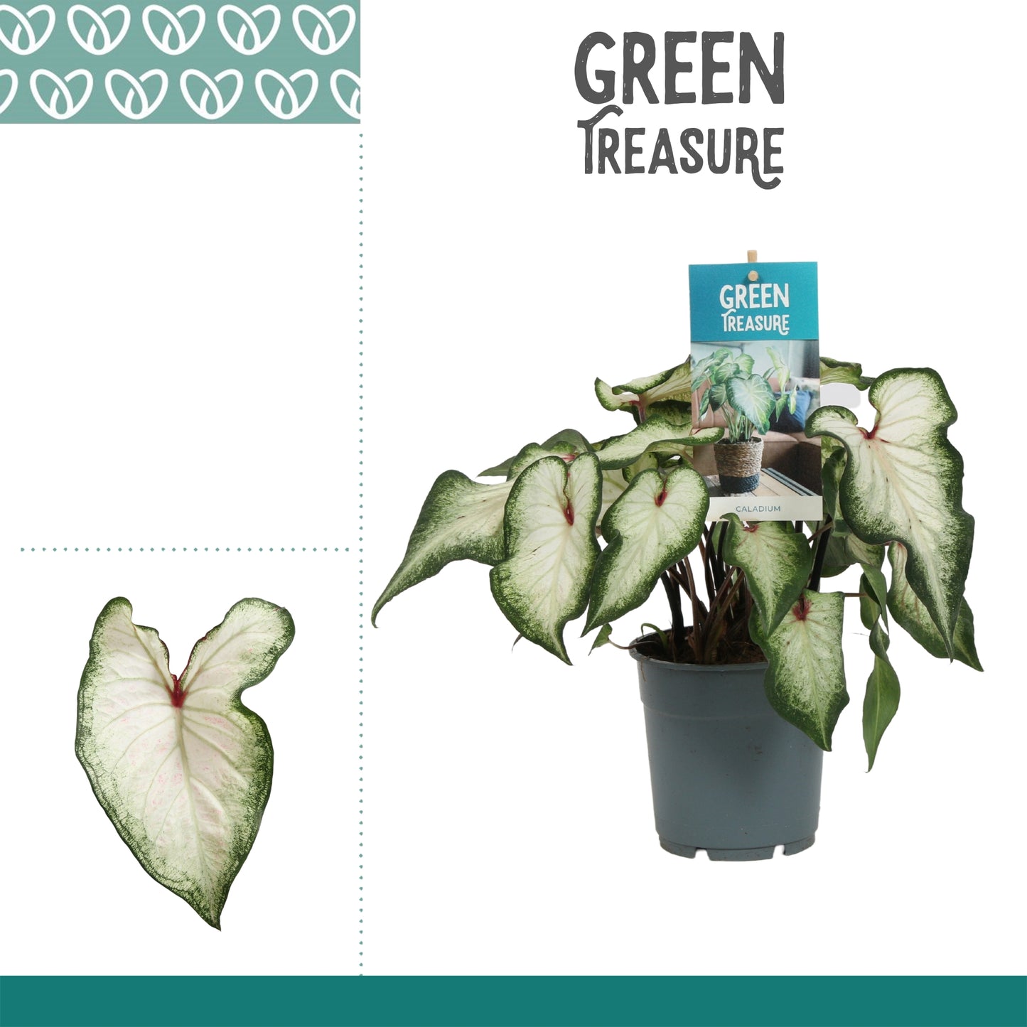Caladium Carolyn Whorton 25cm 12cm Pot