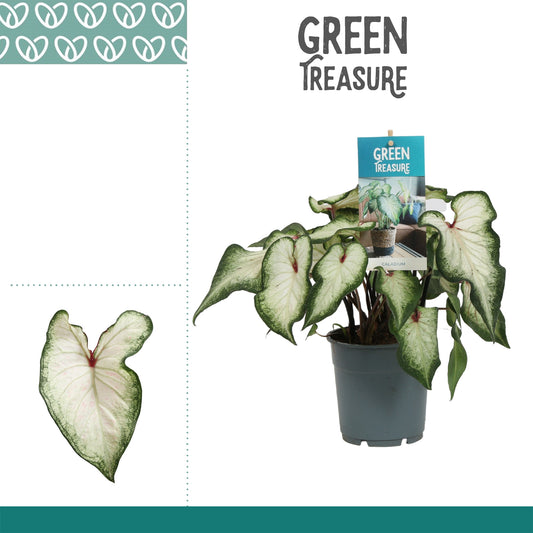 Caladium Carolyn Whorton 25cm 12cm Pot