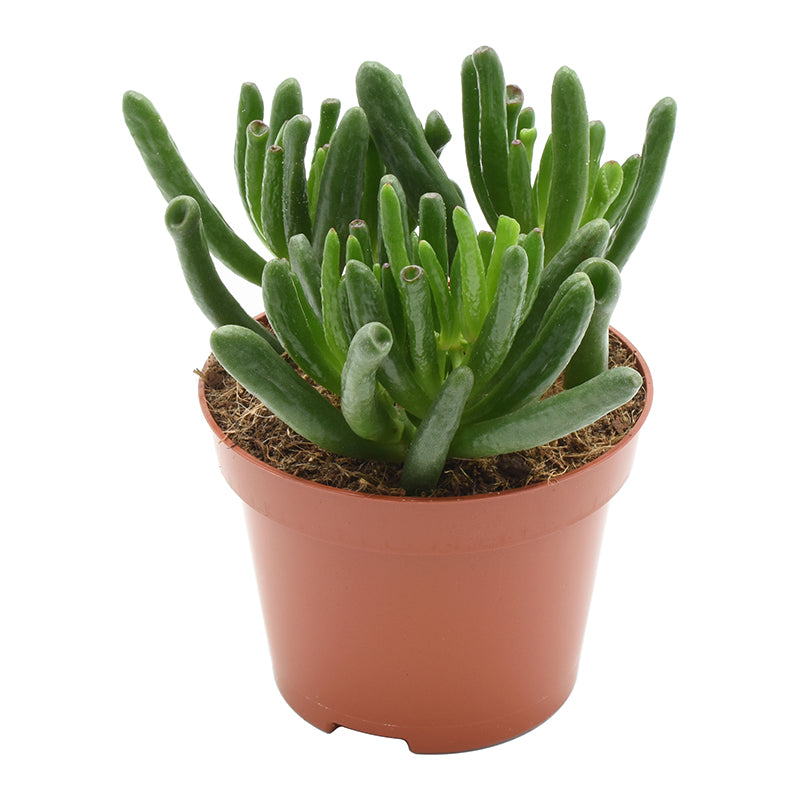 Amigo Plant VOF Crassula Hobbit Pack of 12