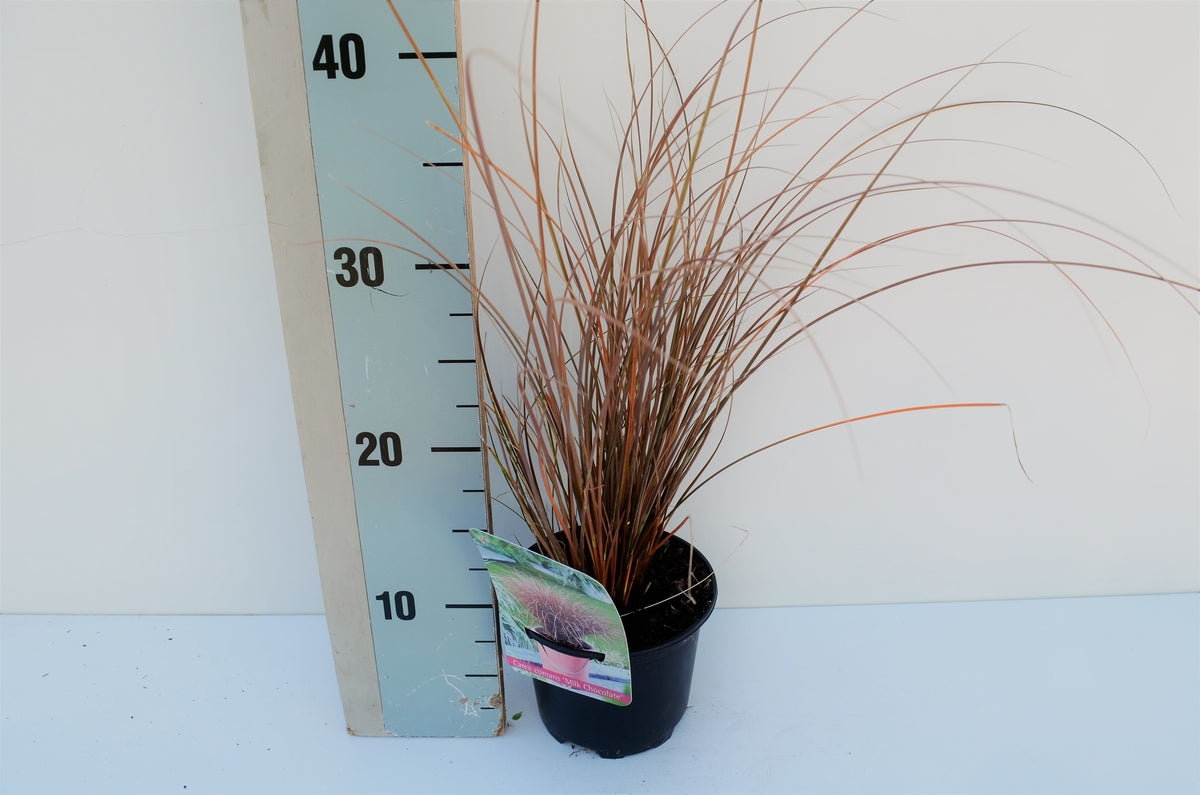 Carex com. Bronco ColorGrass 30cm 13cm Pot
