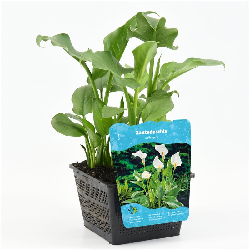 Waterplkw R. Moerings Zantedeschia aethiopica Pack of 3