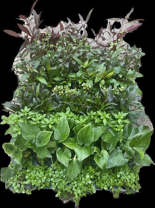 Aquarium plant mix 10cm 5cm Pot