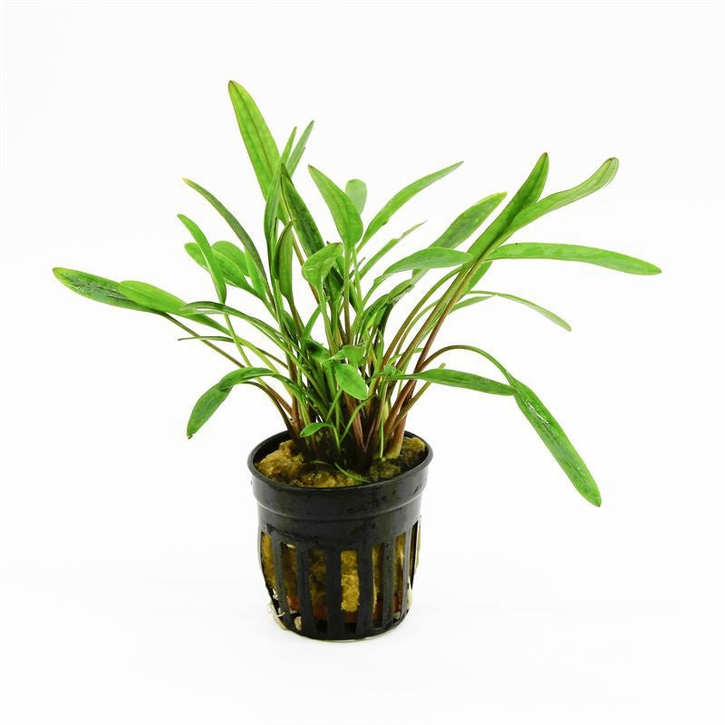 Cryptocoryne beckettii 10cm 5cm Pot