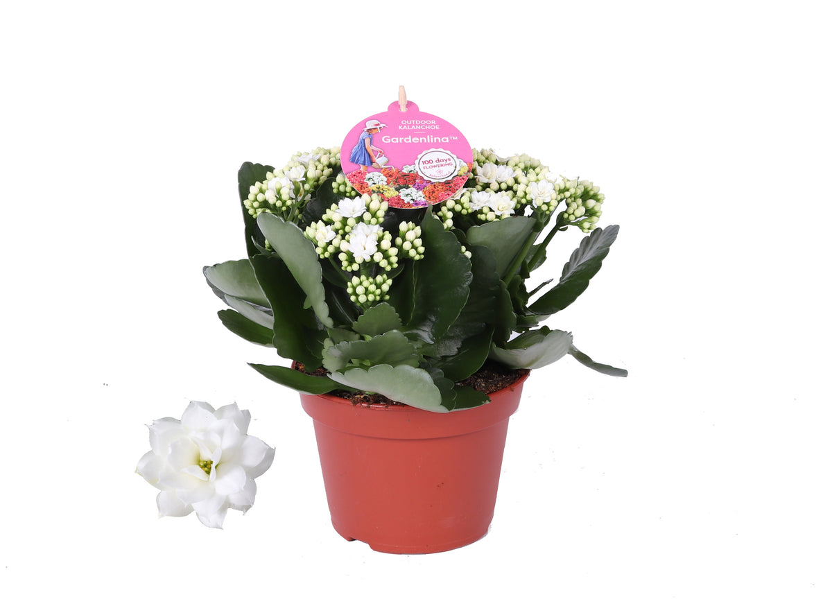 Kalanchoe double Gardenlina mix 27cm 15cm Pot