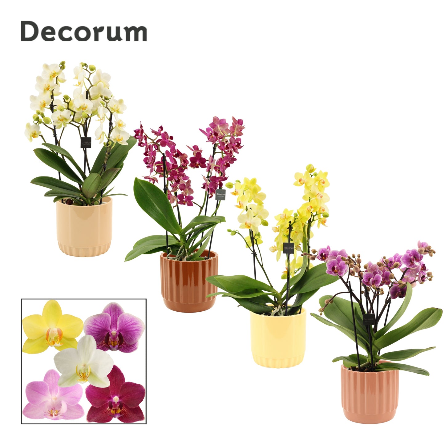 Phalaenopsis mix 35cm 12cm Pot