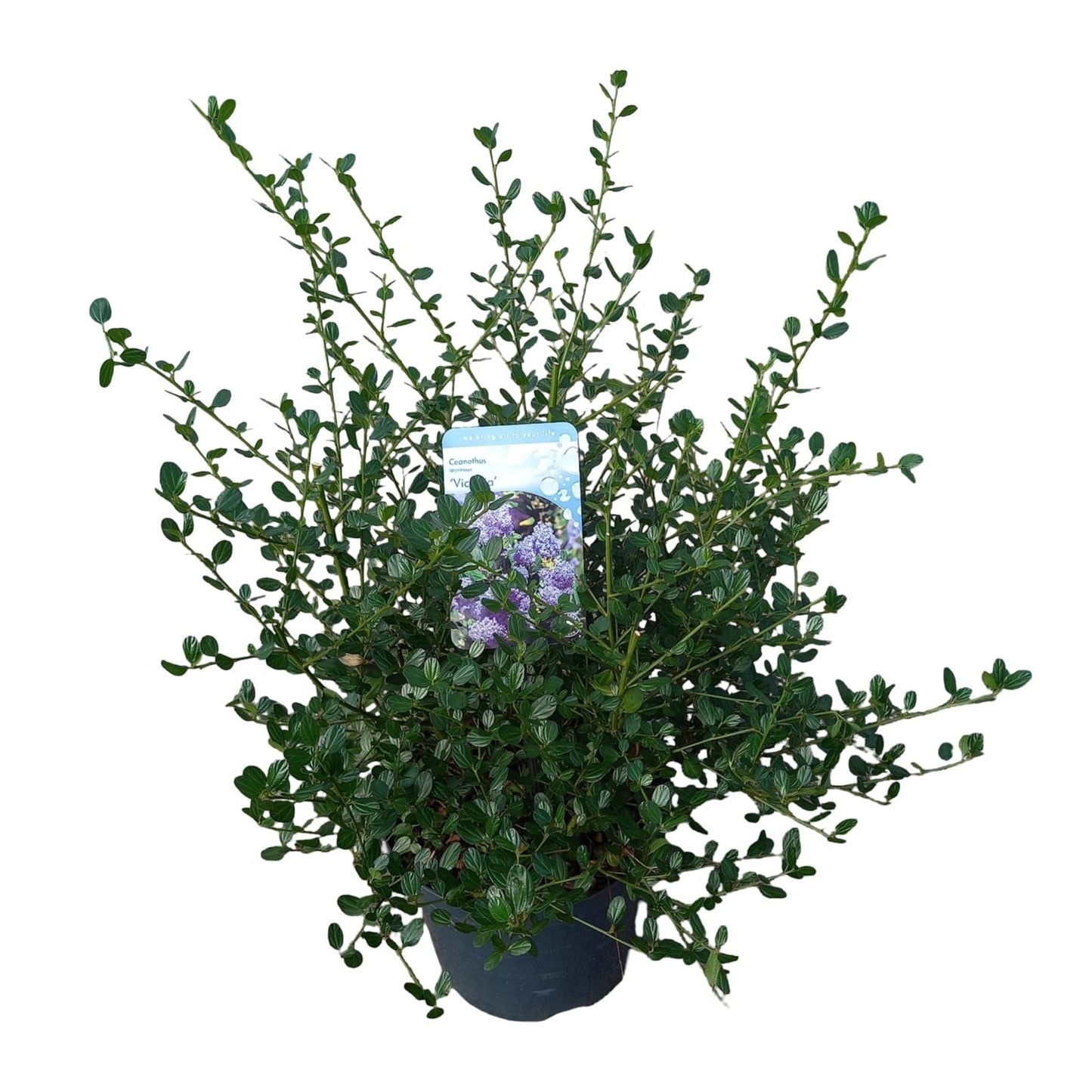 Ceanothus Victoria 55cm 26cm Pot
