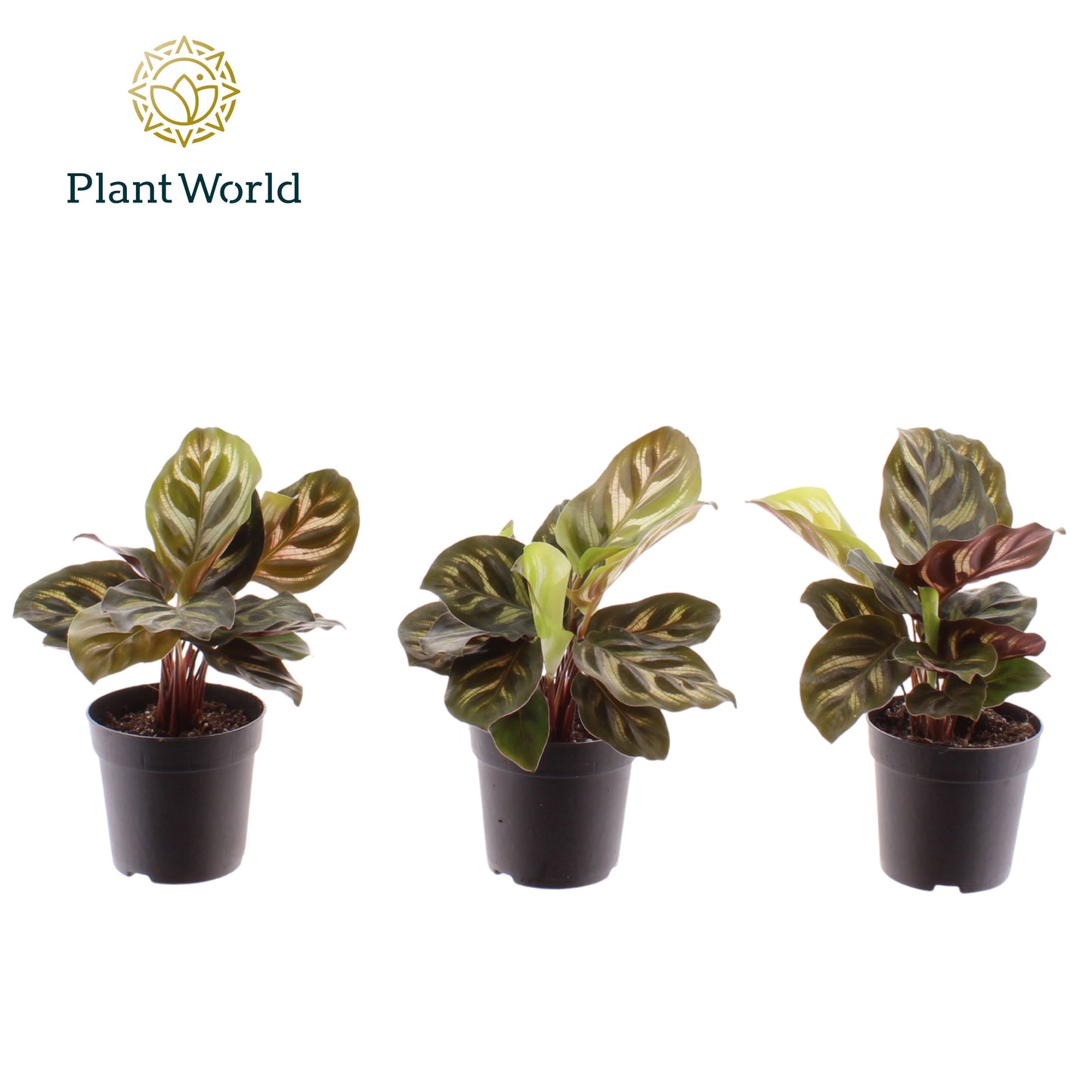 Calathea makoyana 15cm 7cm Pot