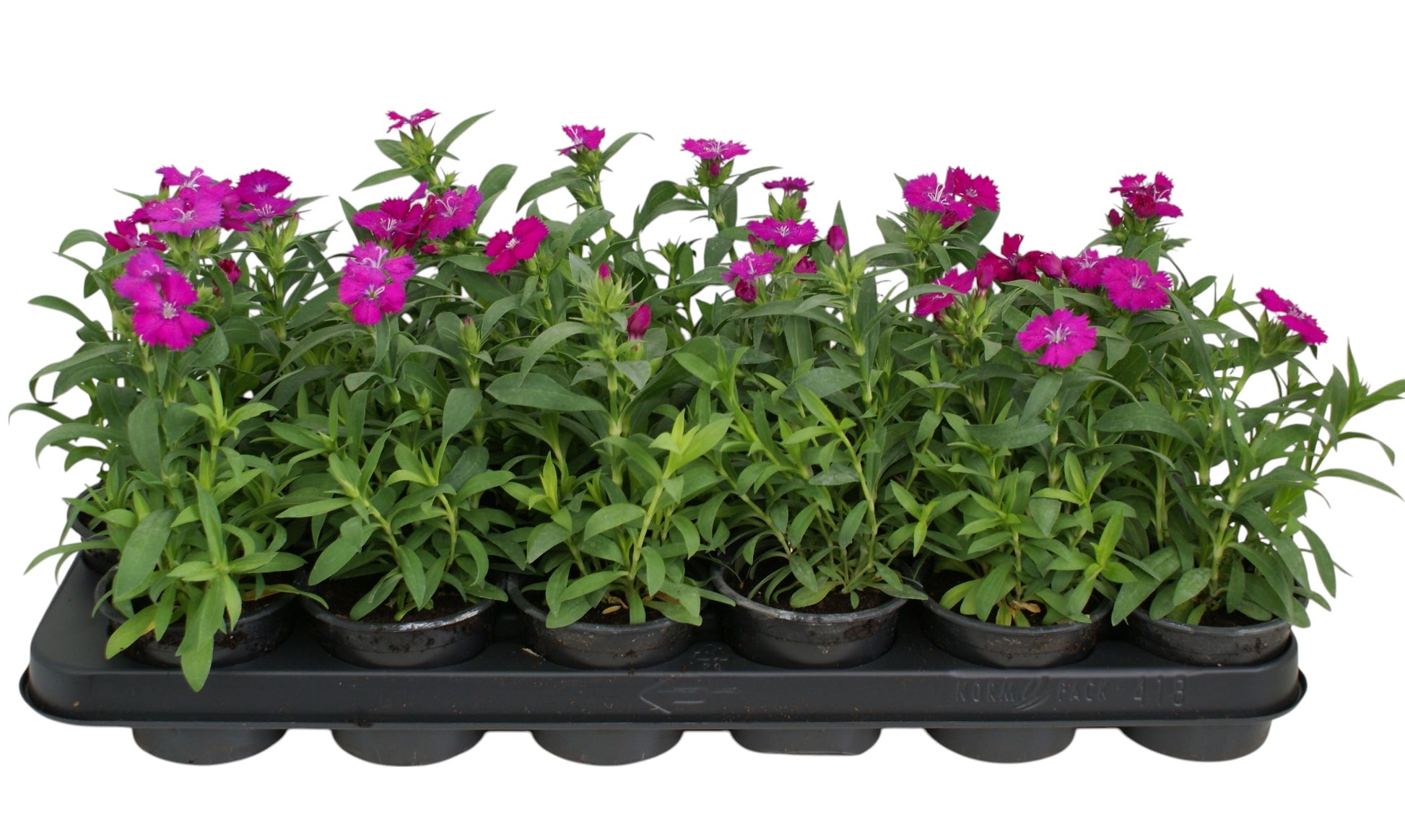 Dianthus 'Purple Star' 15cm 9cm Pot