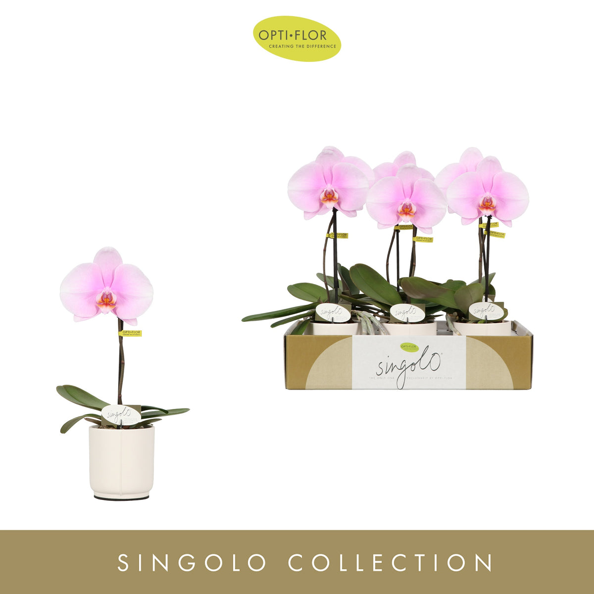 phalaenopsis-singolo-mino-drp-ceramic-40cm-9cm-pot