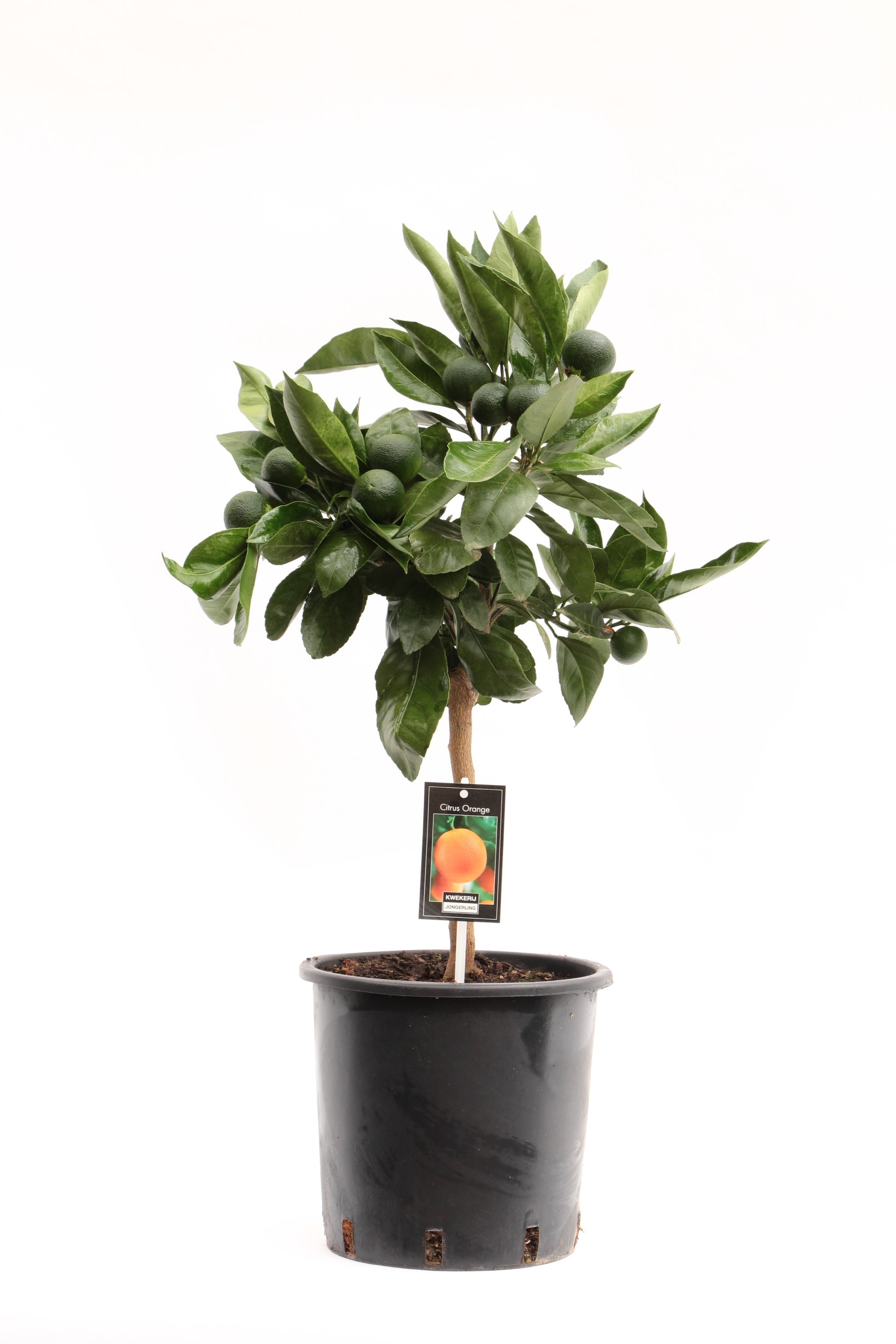 Citrus sinensis 80cm 22cm Pot