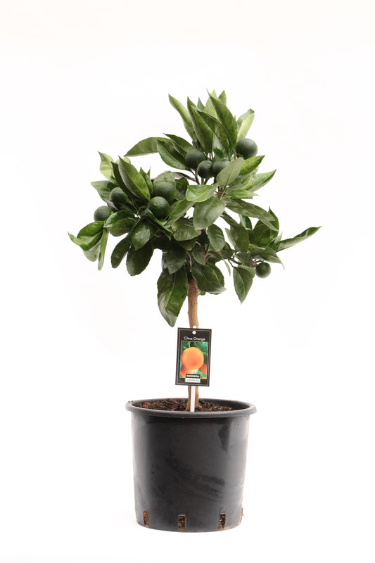 Citrus sinensis 80cm 22cm Pot