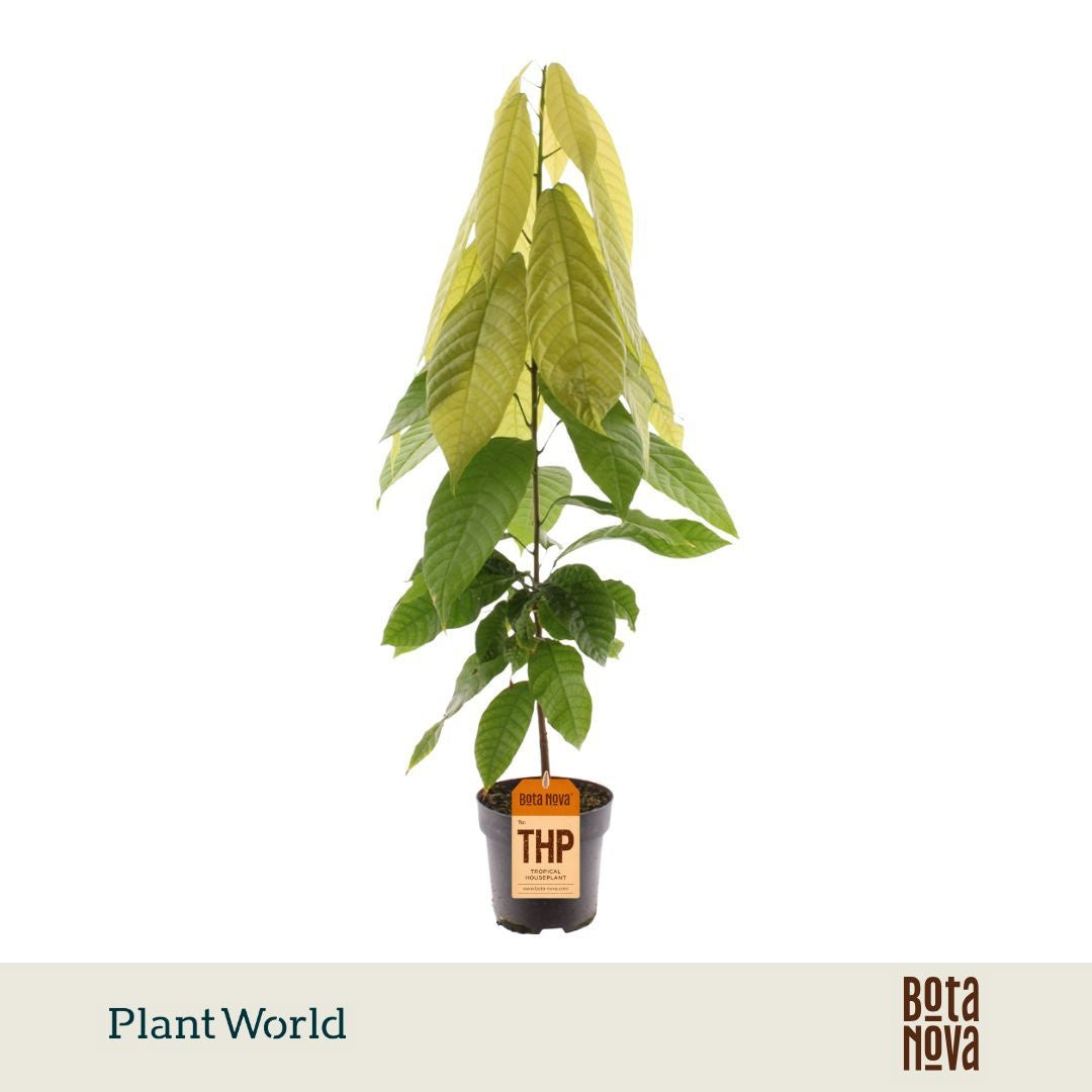 Plantworld Jogrow Cacao Theobrama Pack of 4