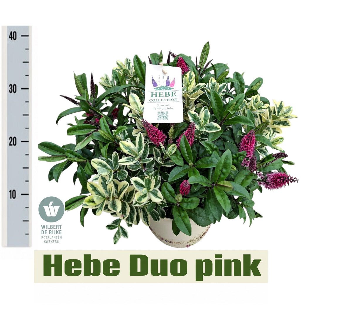 Hebe Queen twin 40cm 23cm Pot