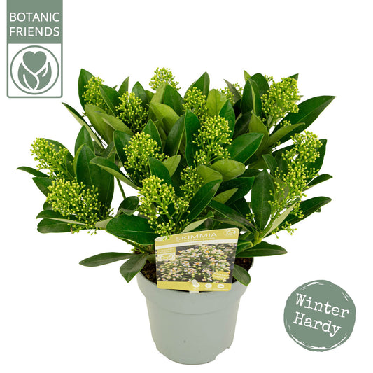 Skimmia japonica Finchy 20cm 15cm Pot