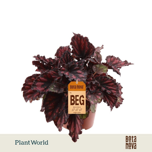 Begonia Magic Colours Etna 25cm 12cm Pot
