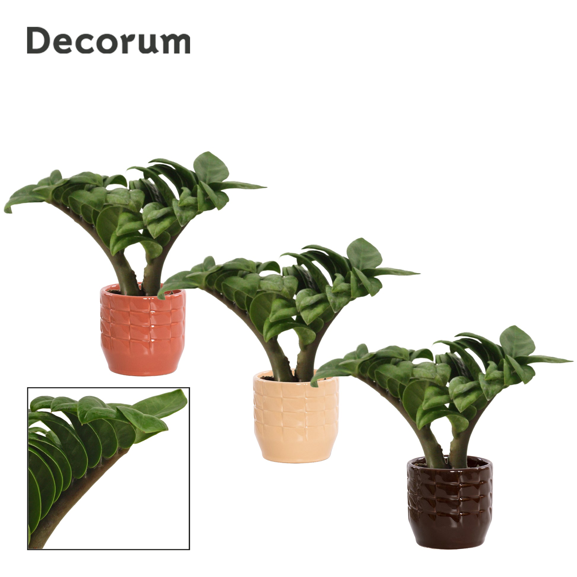 Duijn-Hove BV, kwekerij Zamioculcas Zenzi Pack of 16