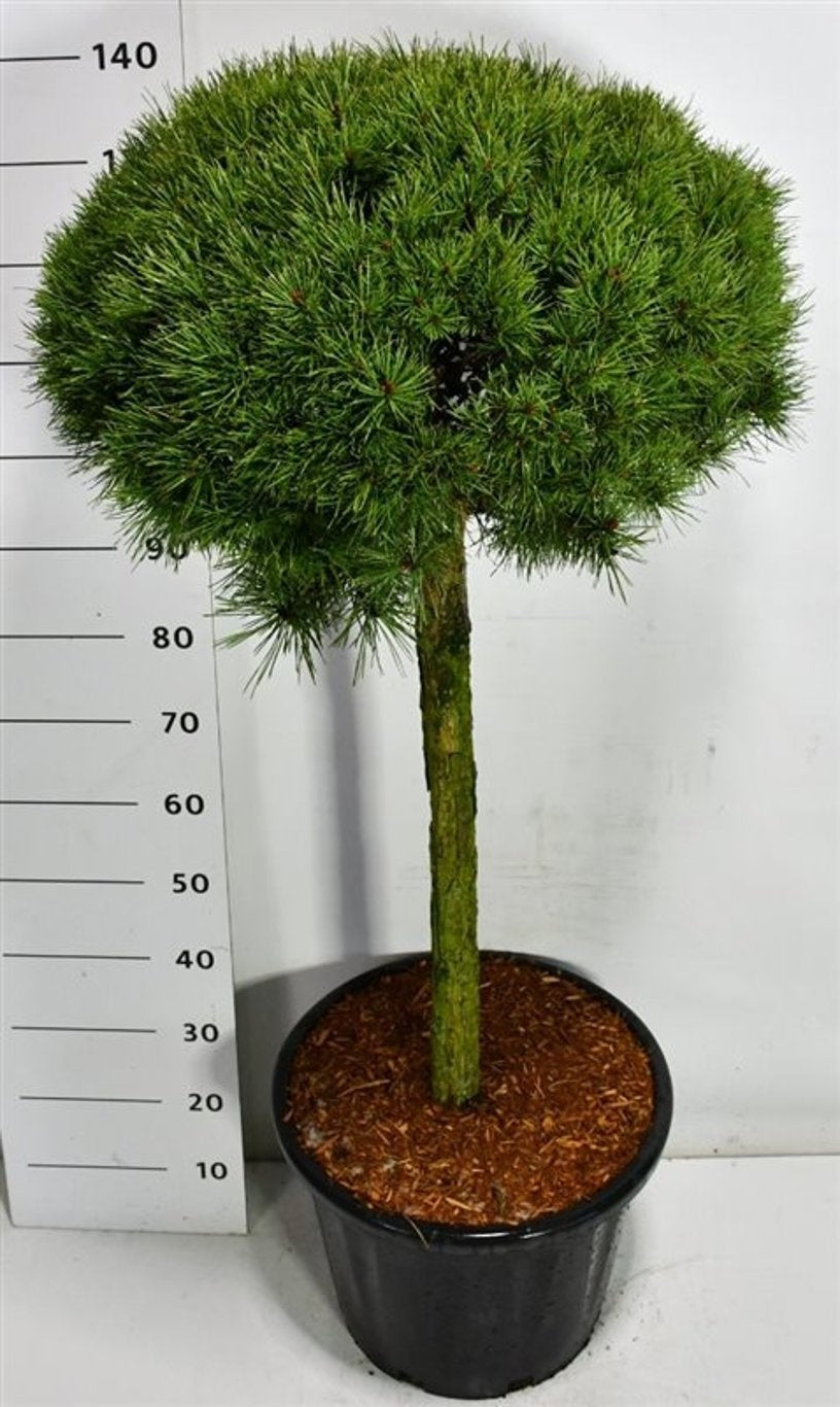 Pinus hybrid 140cm 40cm Pot