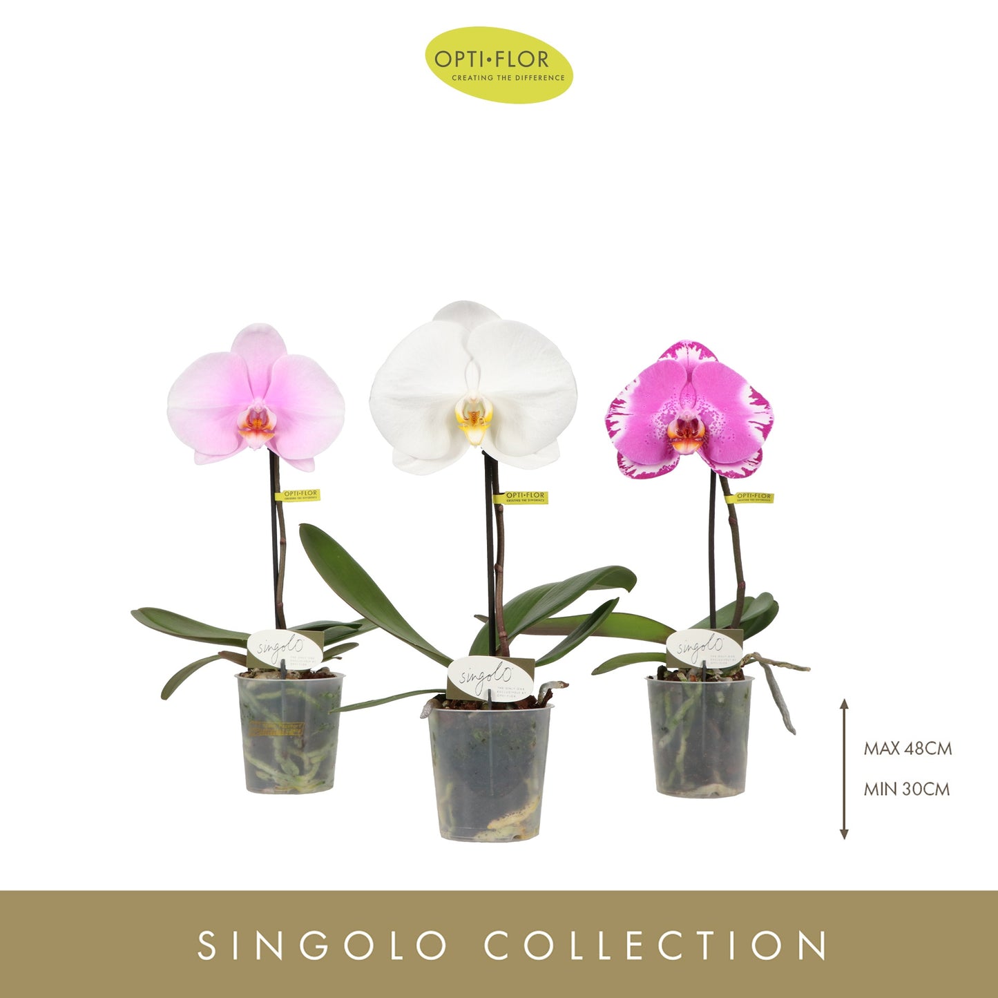 Opti-Flor Phalaenopsis Singolo mix Pack of 6