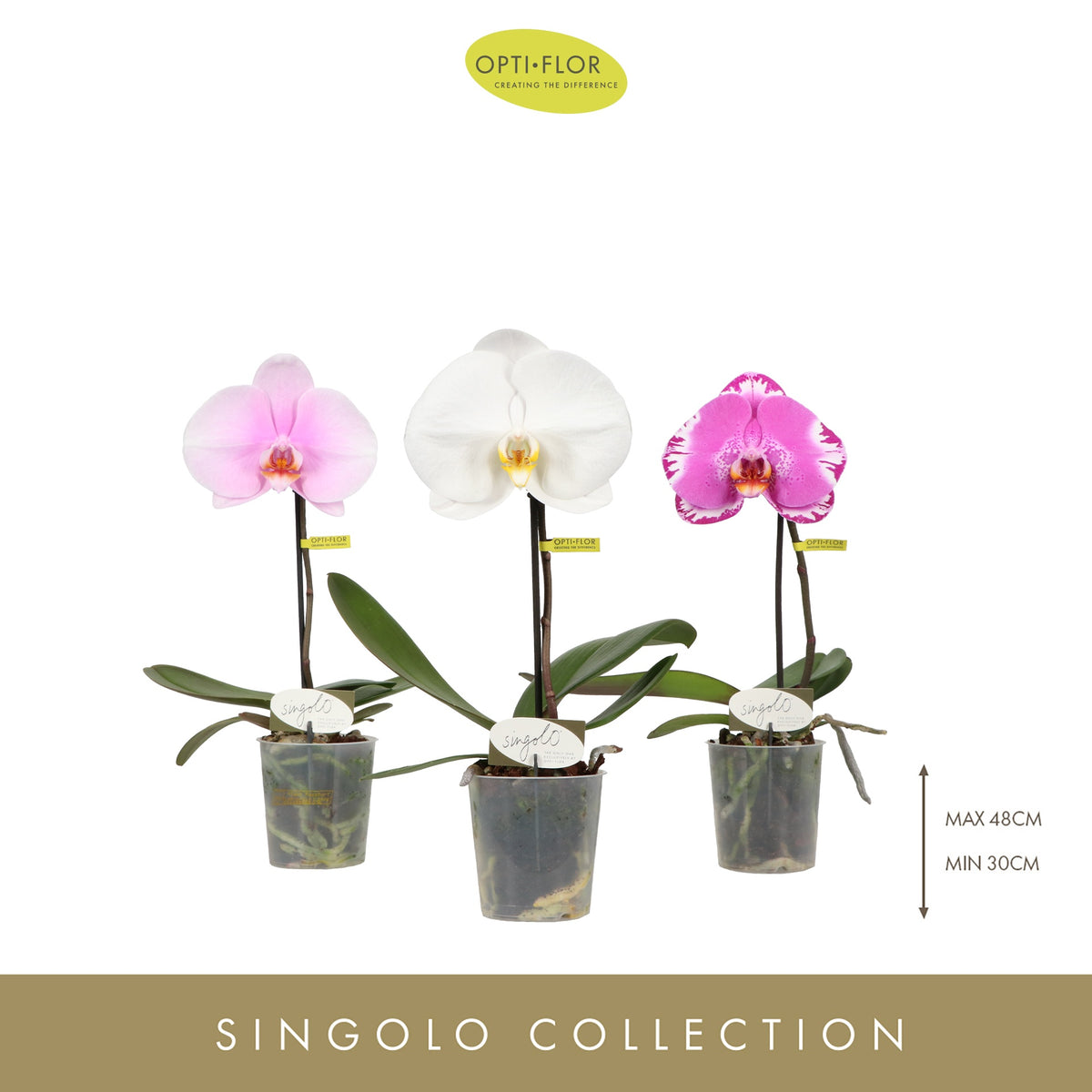 Phalaenopsis Singolo & Co mix 40cm 9cm Pot