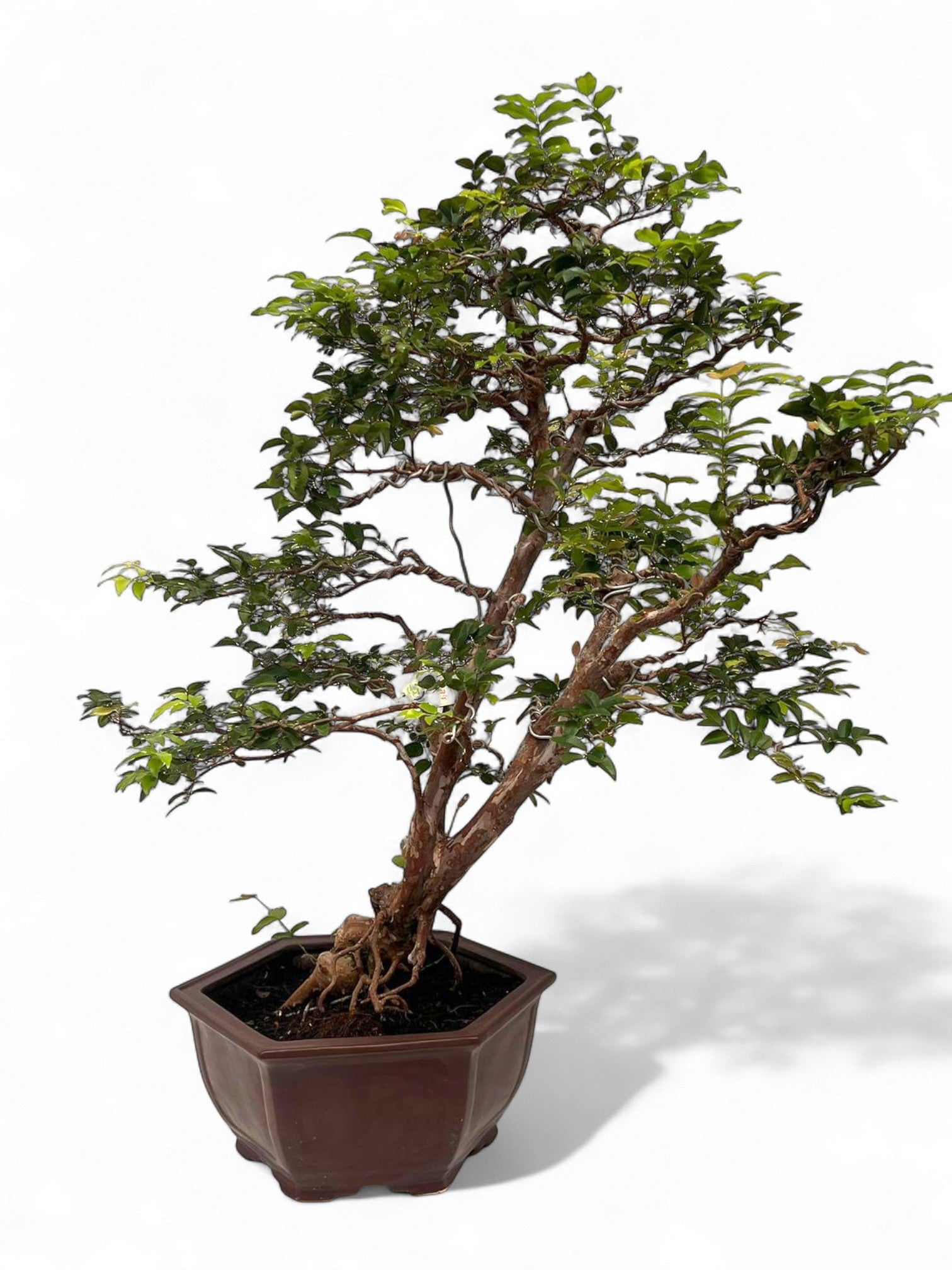Bonsai Mix 85cm 33cm Pot