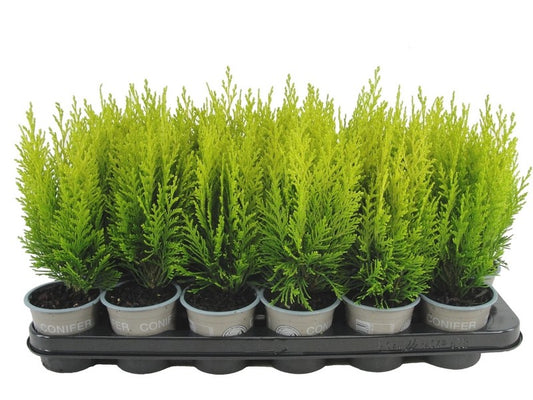 Chamaecyparis Erecta Aurea 15cm 9cm Pot