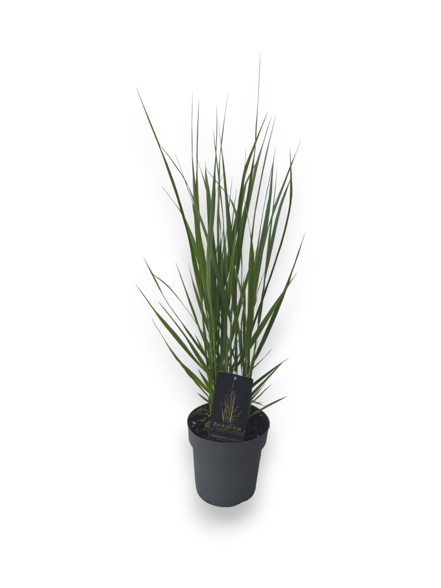 Panicum virgatum 90cm 19cm Pot