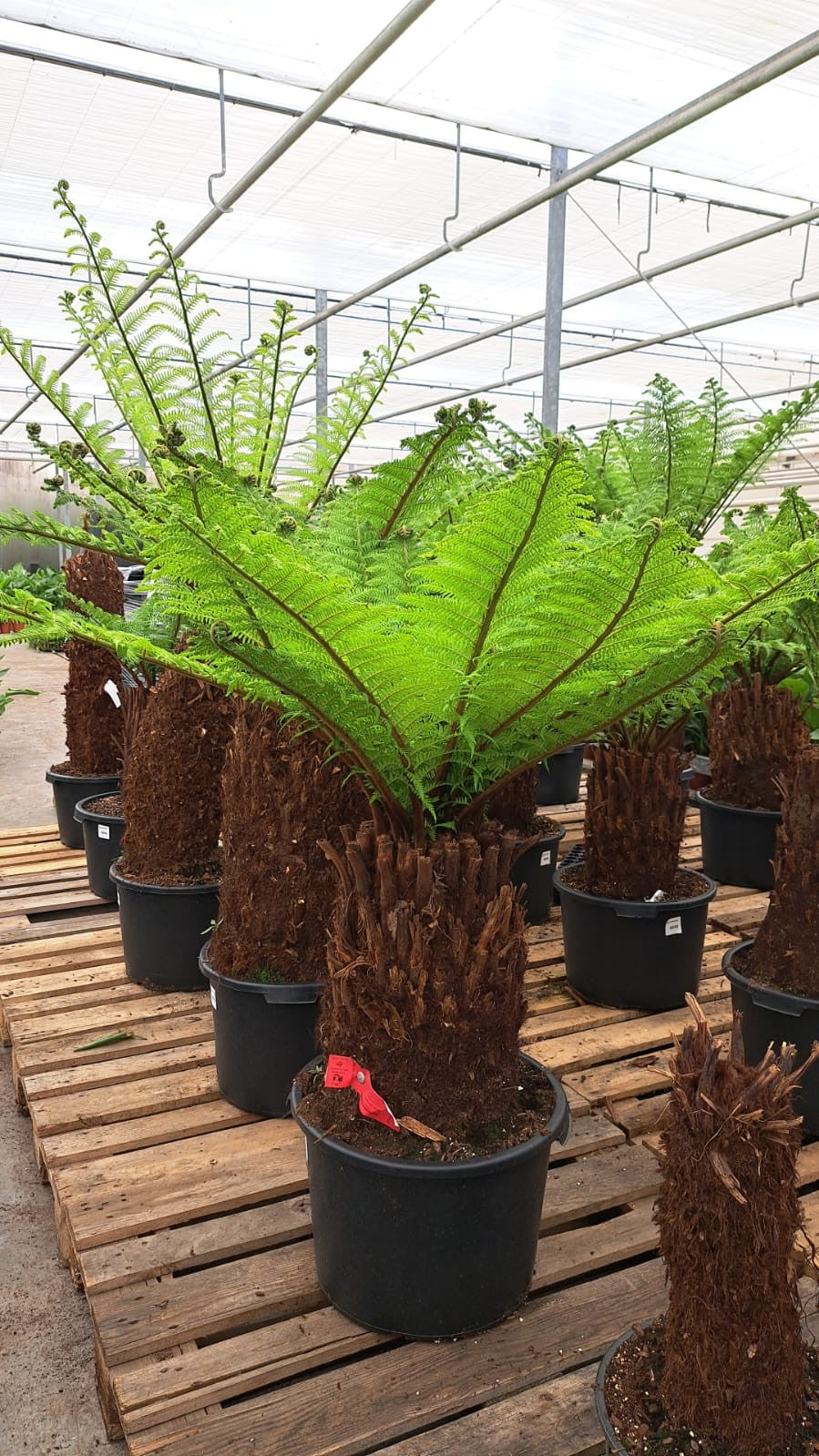 Dicksonia antarctica 200cm 45cm Pot