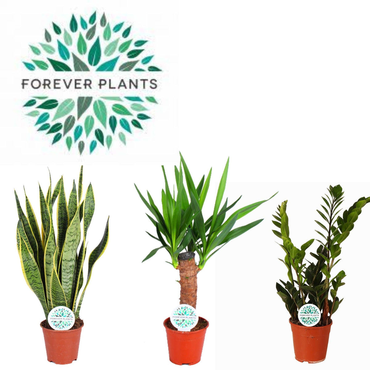 Foliage houseplants mix 50cm 14cm Pot