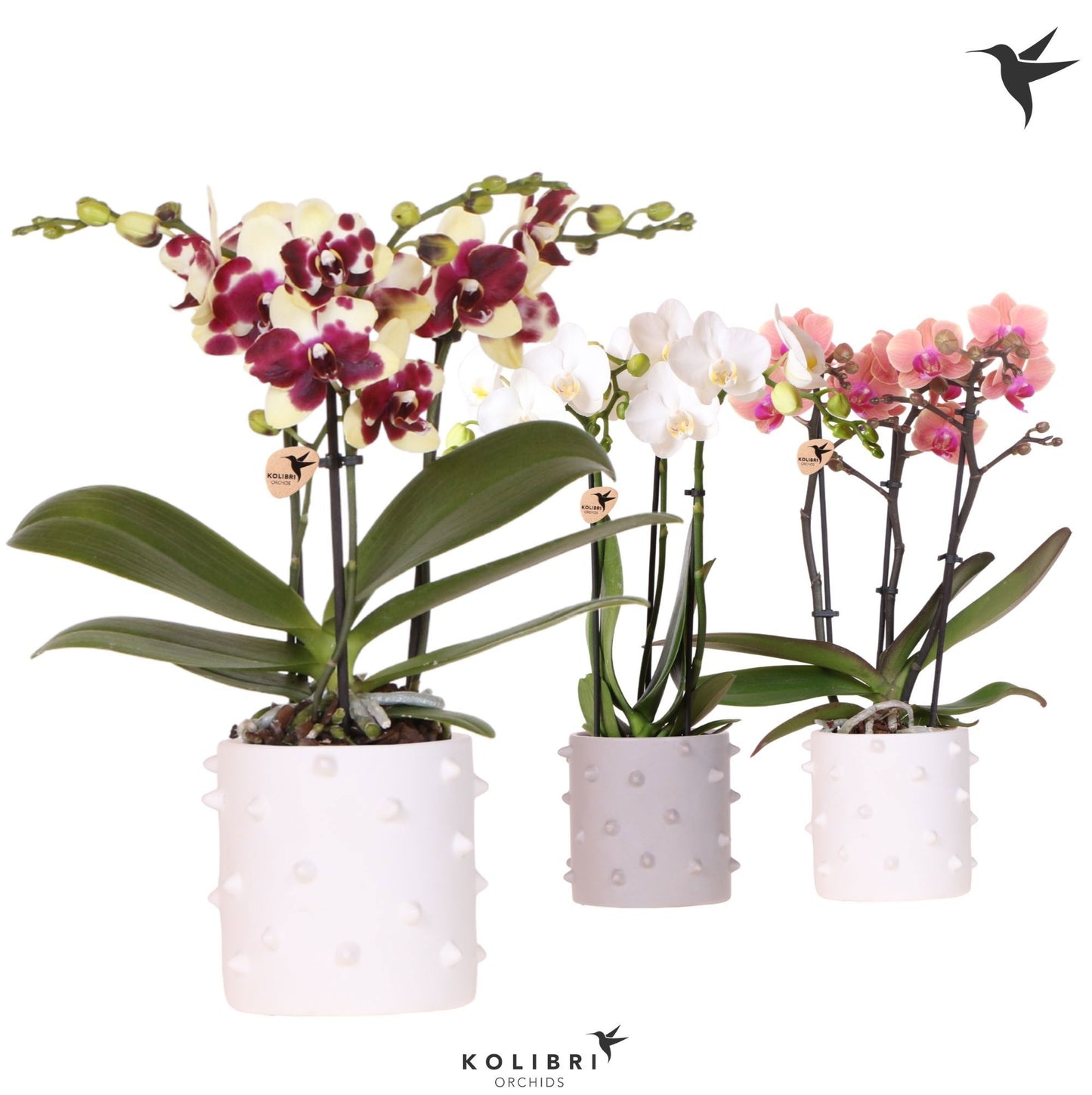 OK Plant Kolibri Orchids Phalaenopsis Mineral mix 3 spike in Spike pot mix Pack of 6