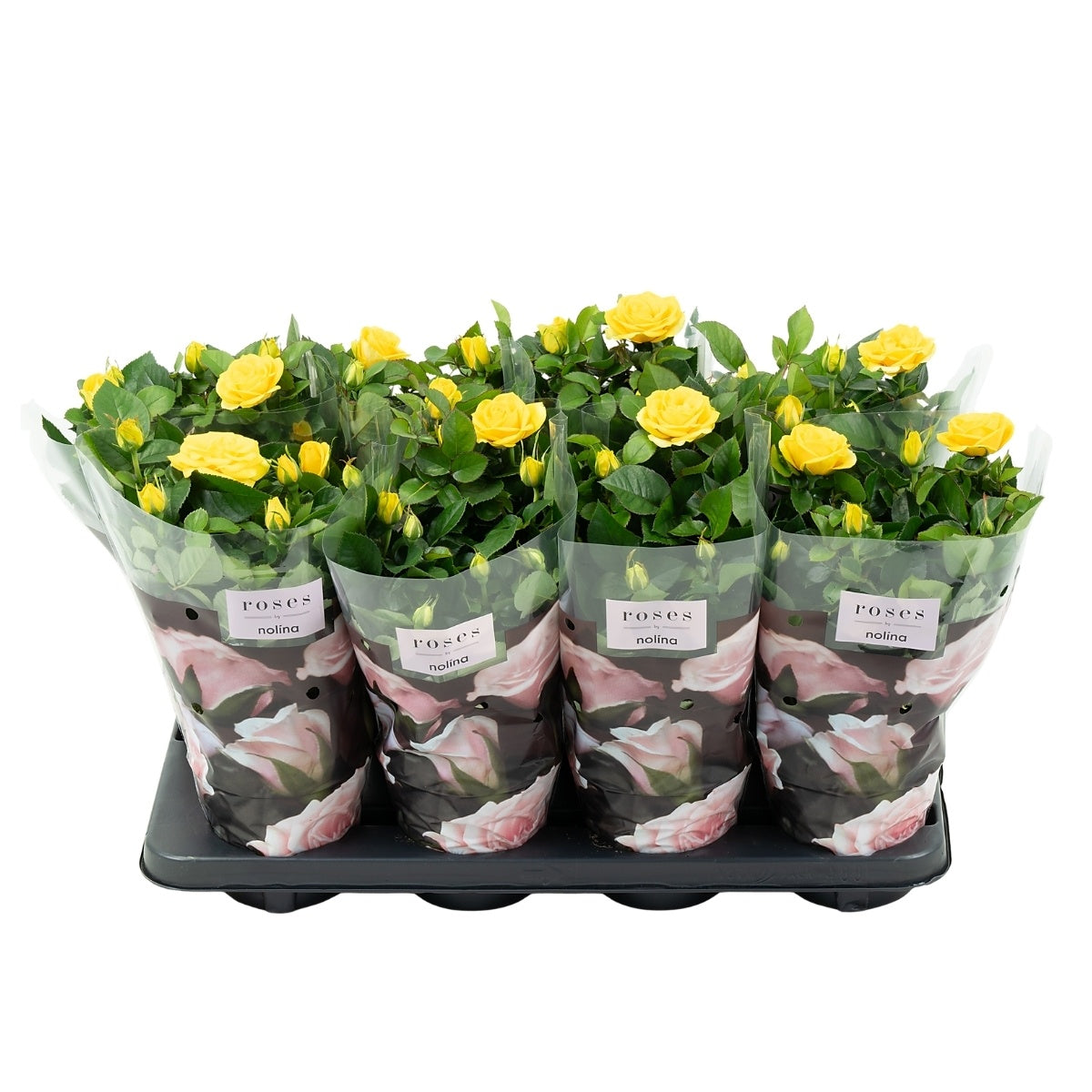 Rosa yellow 36cm 13cm Pot