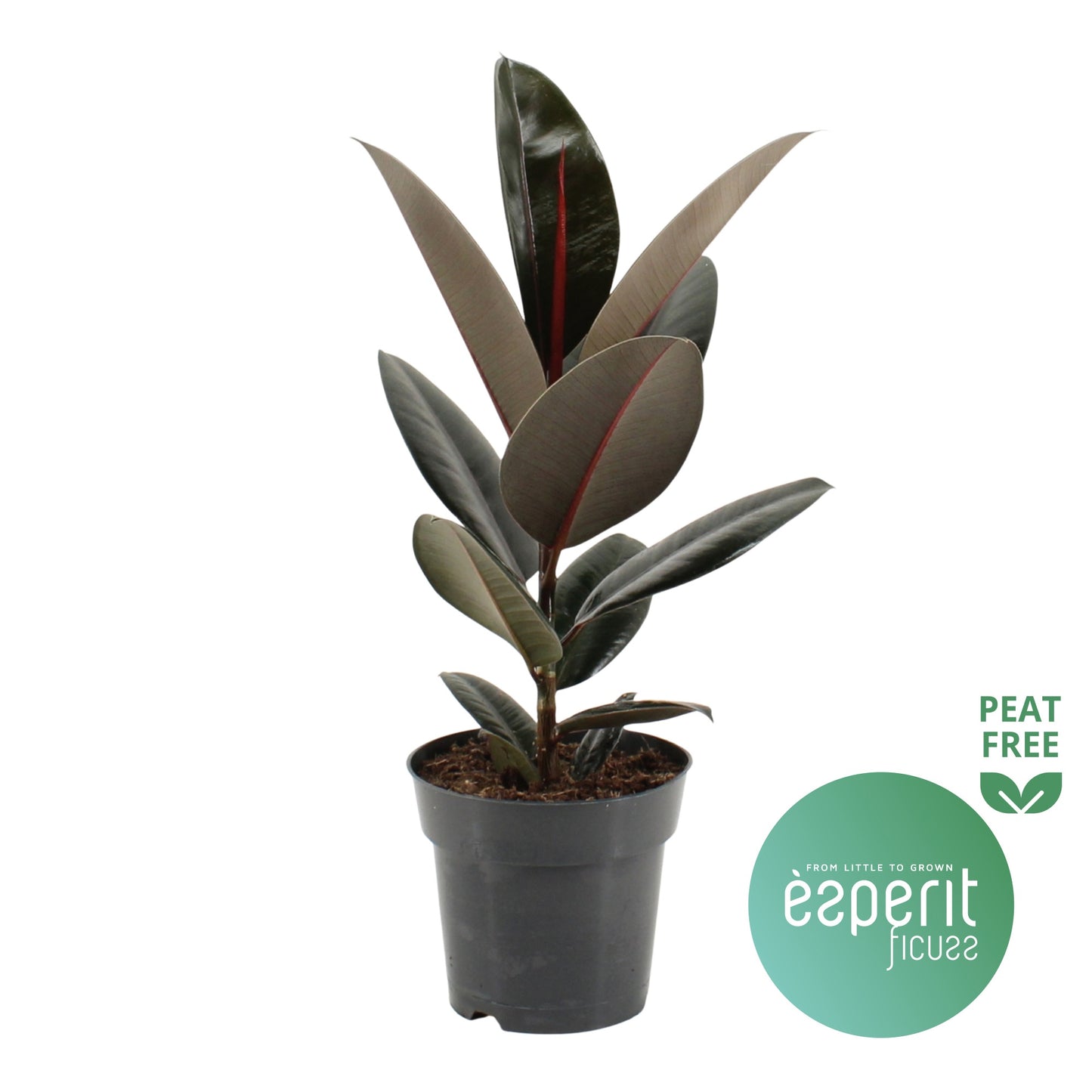 Ficus Abidjan 55cm 17cm Pot