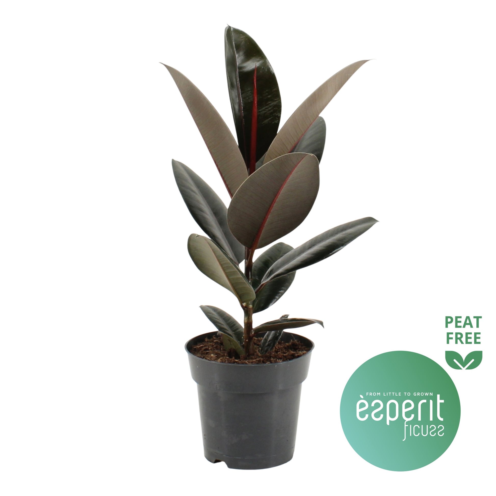 Ficus Abidjan 55cm 17cm Pot