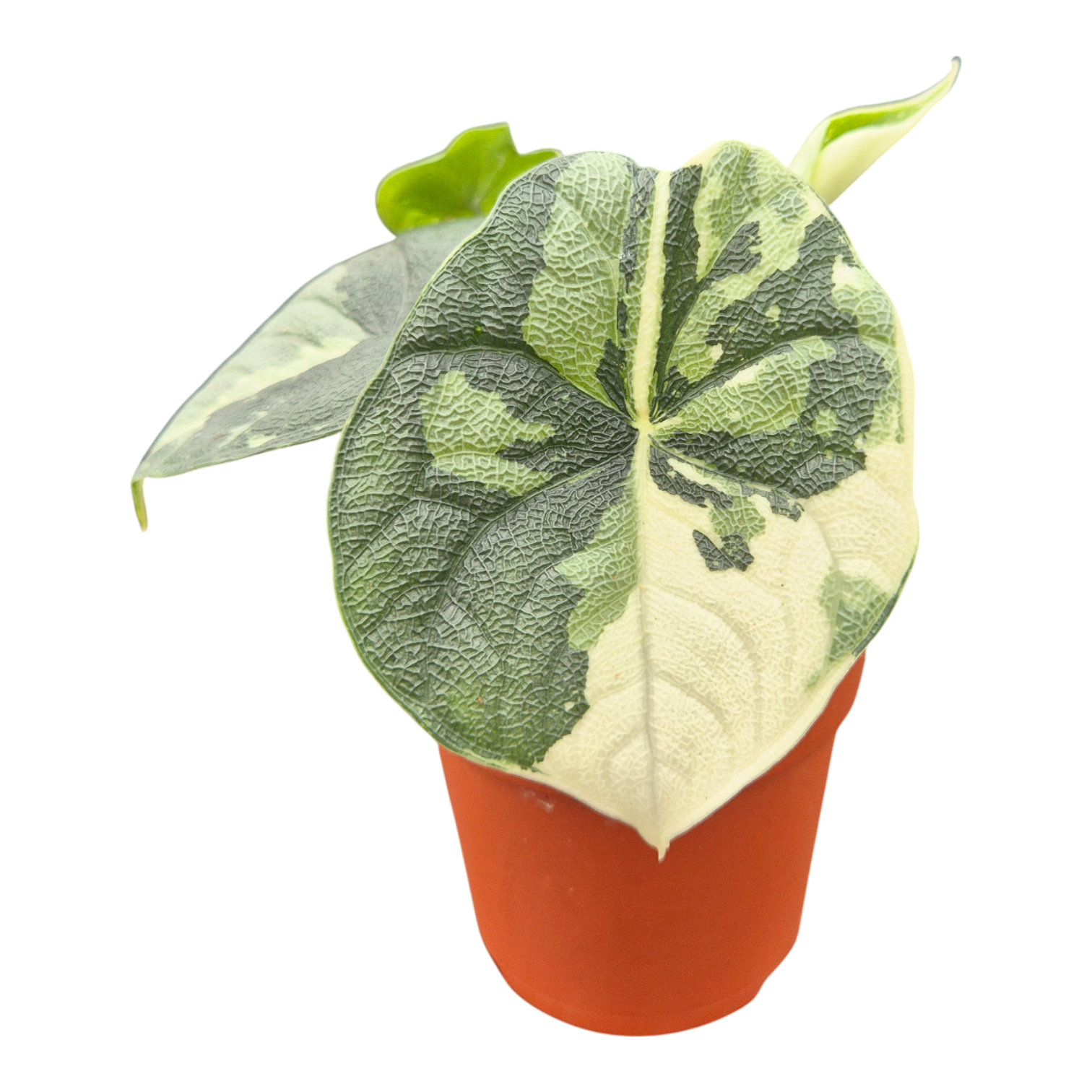 Alocasia Melo 15cm 7cm Pot
