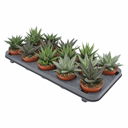 Haworthia mix 13cm Special Pot (508)