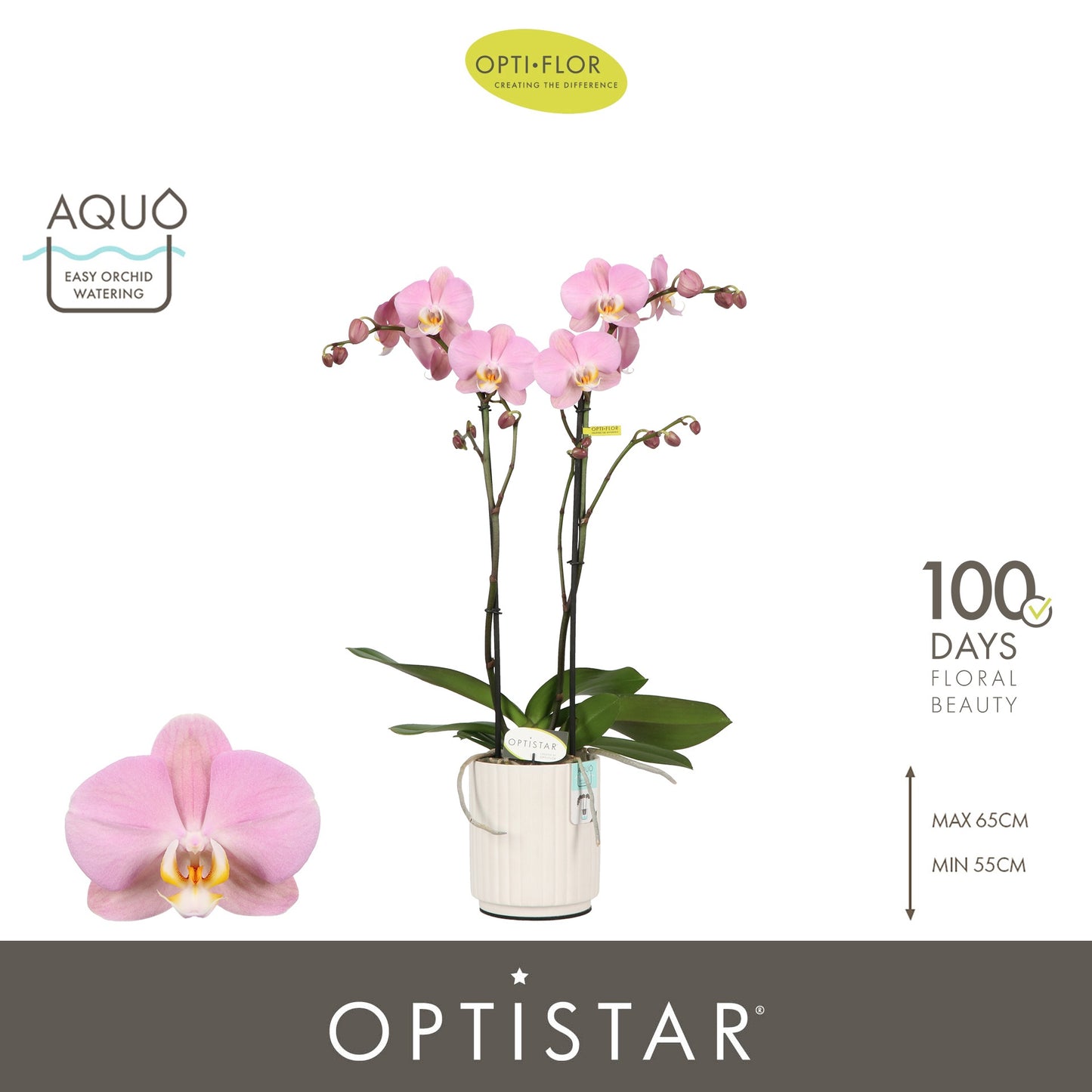 Phalaenopsis Padova 60cm 12cm Pot