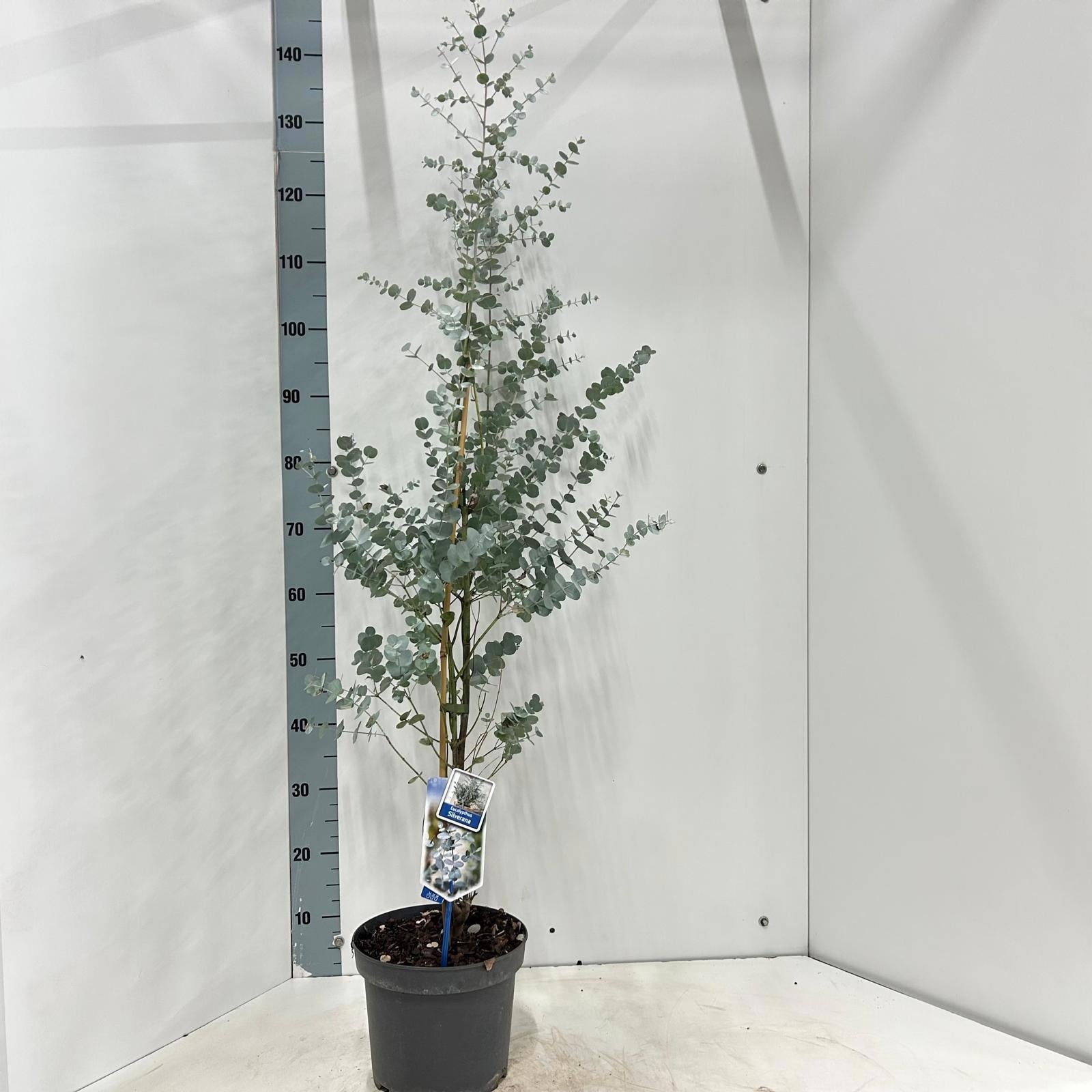 Eucalyptus gunnii 140cm 23cm Pot