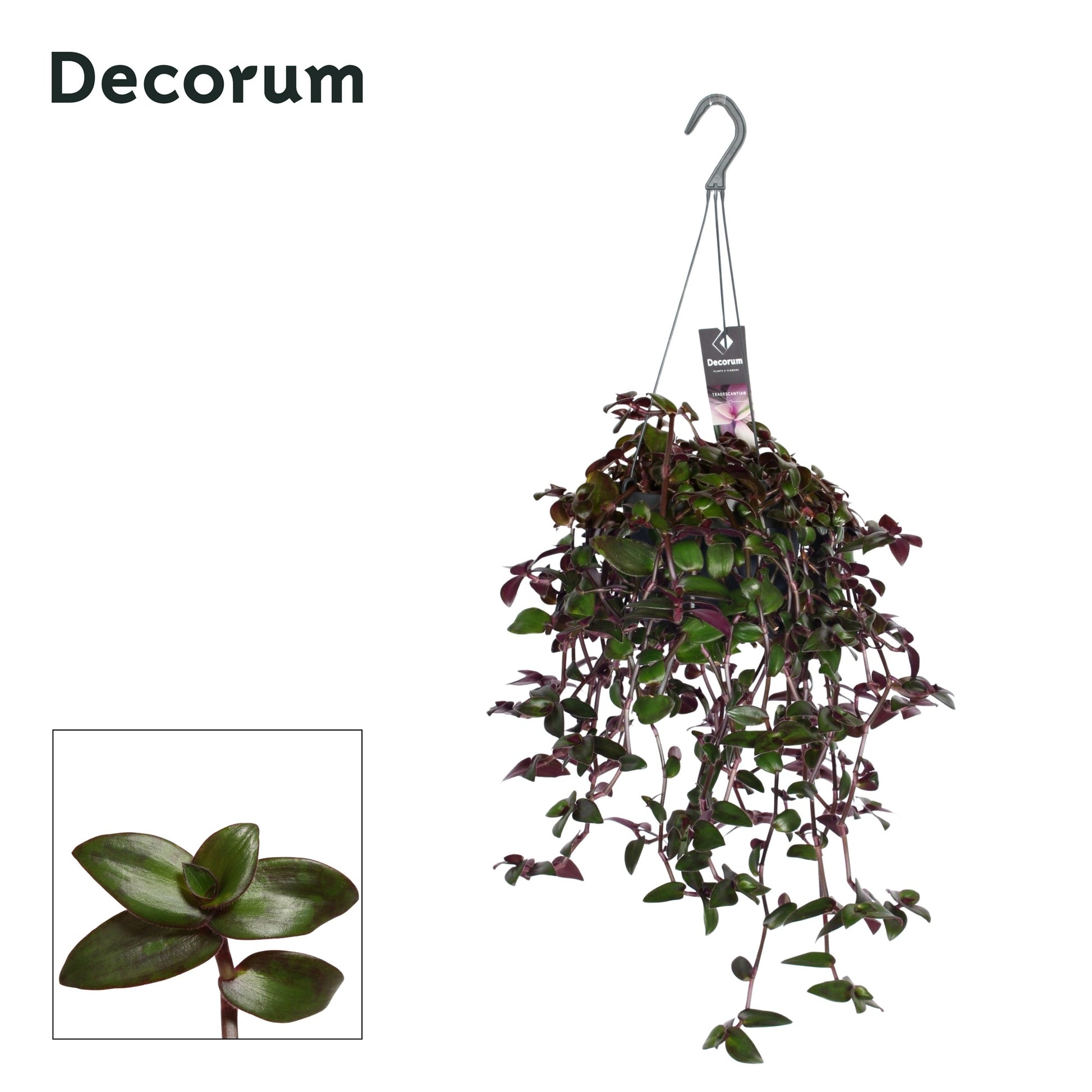 Tradescantia Velvet Hill 35cm 17cm Pot