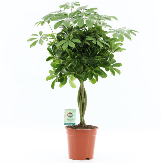 Schefflera Nora 75cm 19cm Pot