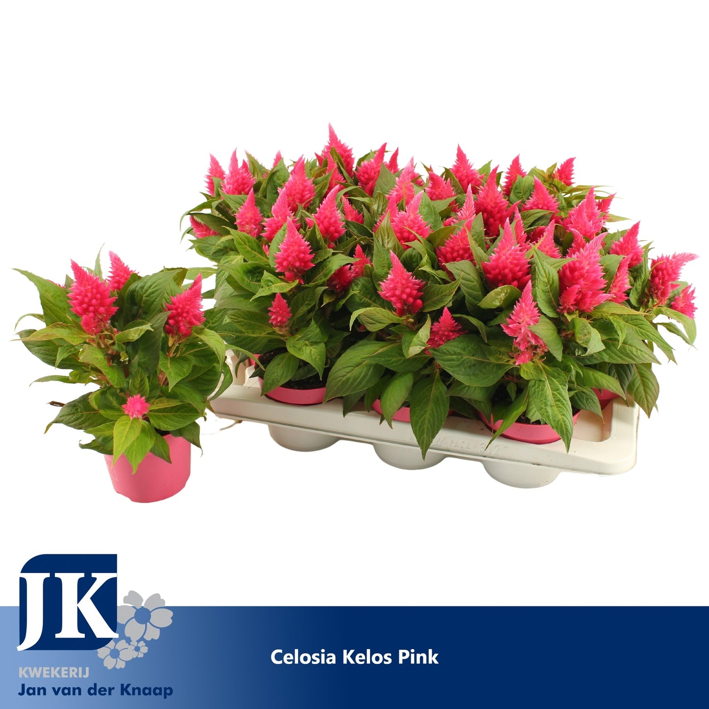 Celosia Kelos Fire Pink 30cm 12cm Pot