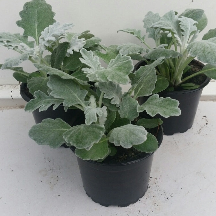 Jacobaea maritima 20cm 9cm Pot