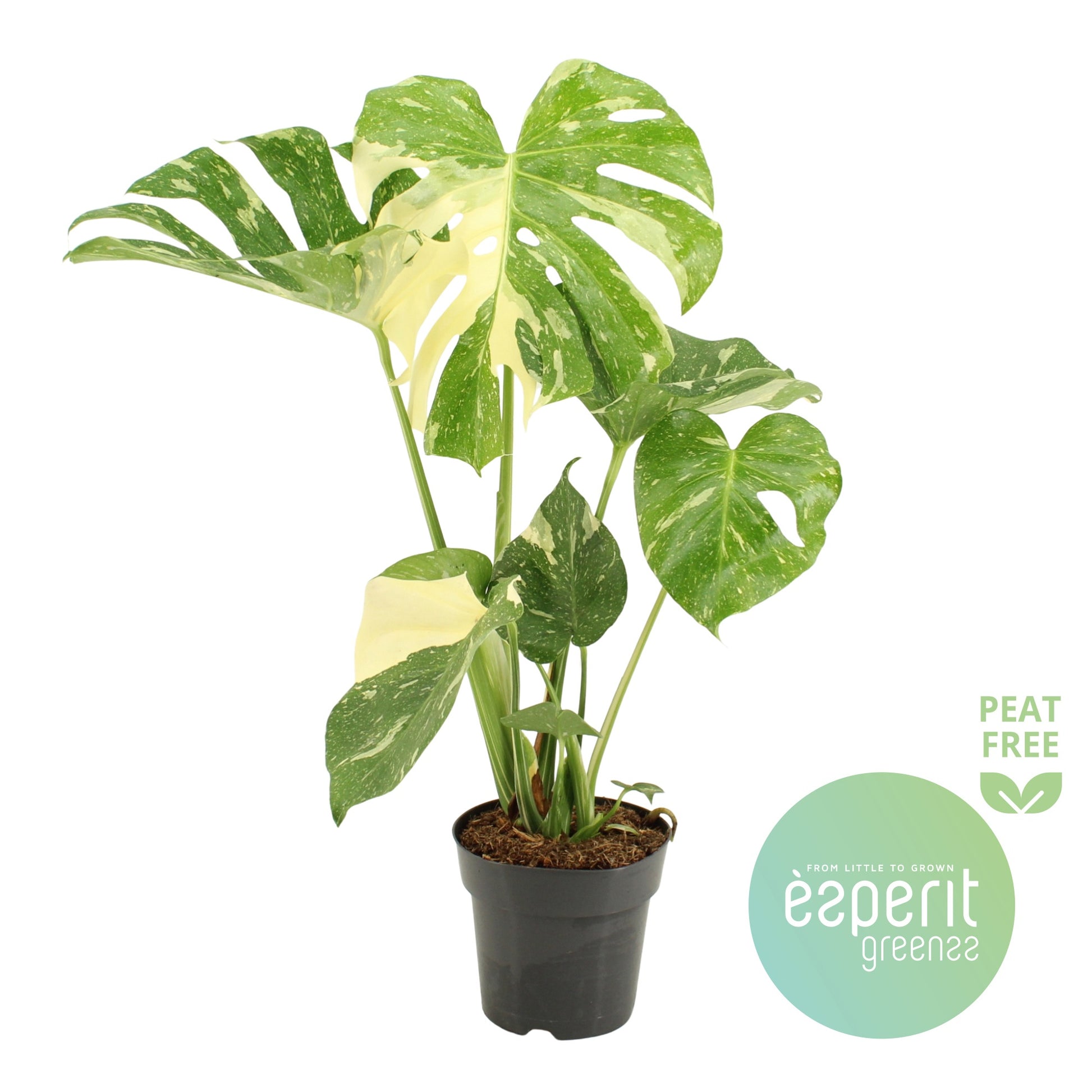 Monstera Thai Constellation 60cm 17cm Pot