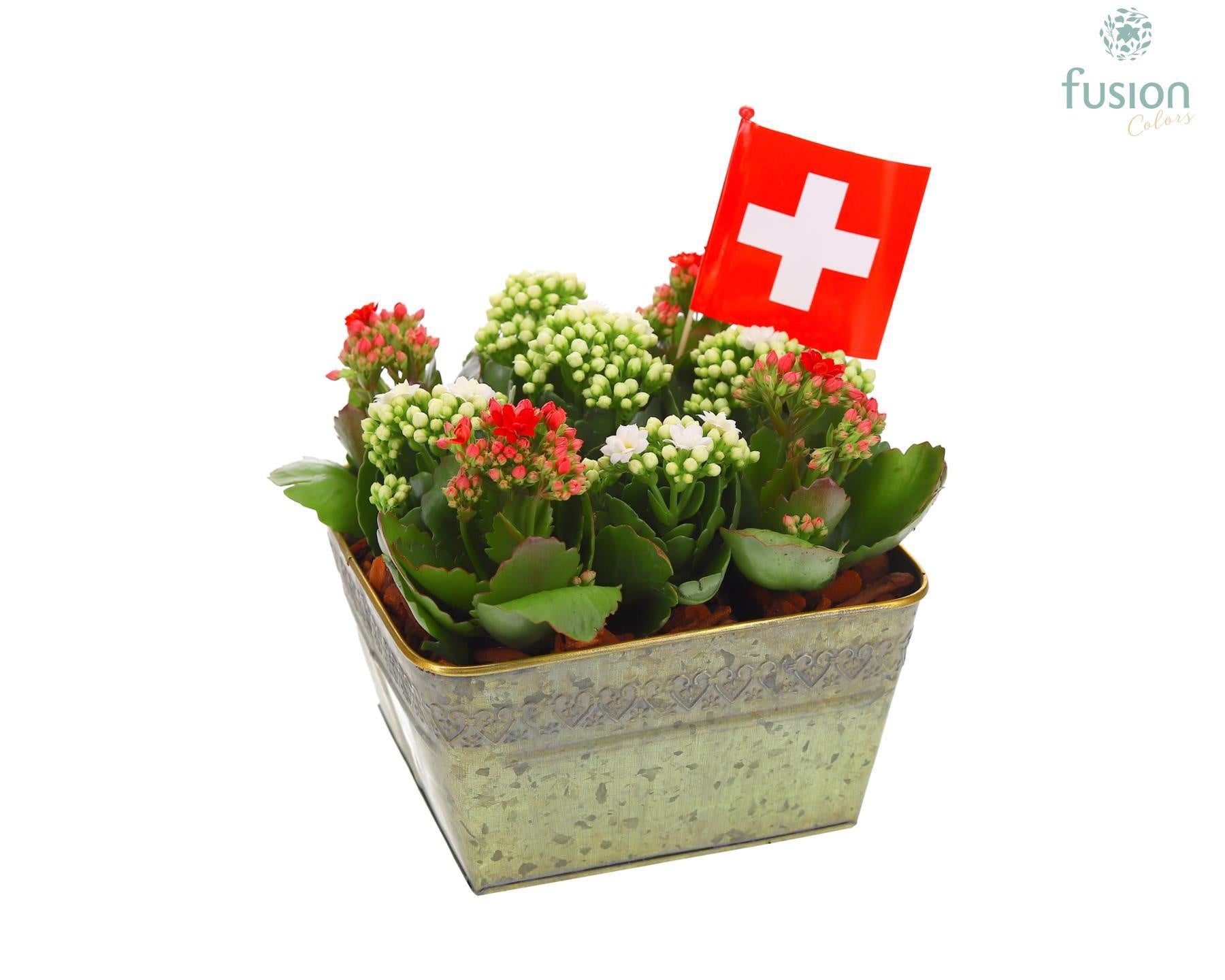 Fusioncolors BV Zinken pot vierkant Zwitserland vlag met Kalanchoe Pack of 2
