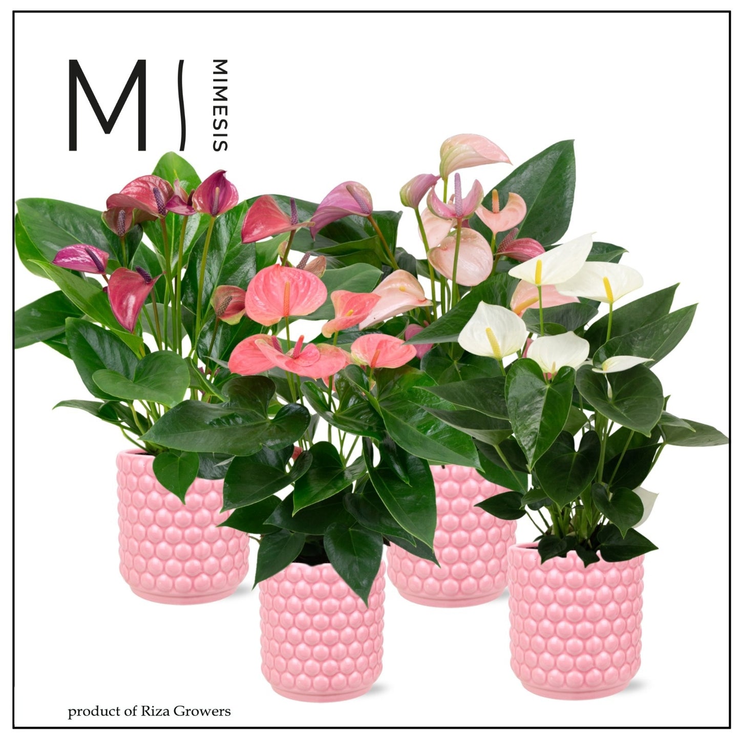 Riza Karma Plants Anthurium mix Pack of 5