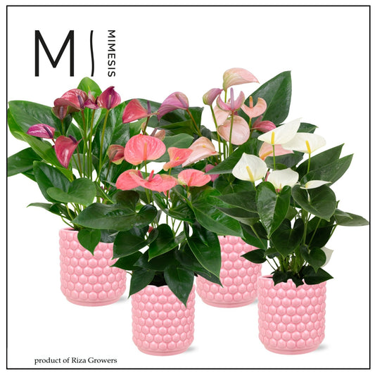 Riza Karma Plants Anthurium mix Pack of 5