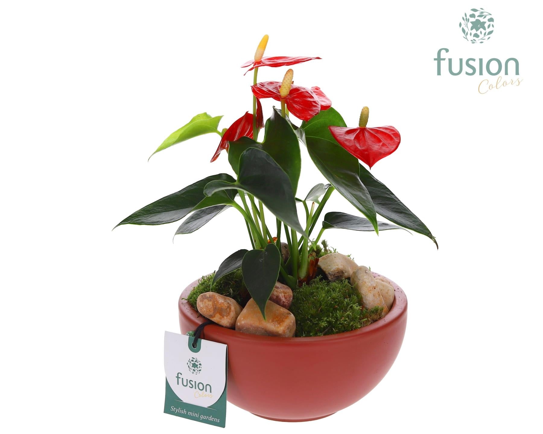 Schaal keramiek Moon Small marsala rood met Anthurium 25cm 15cm Pot