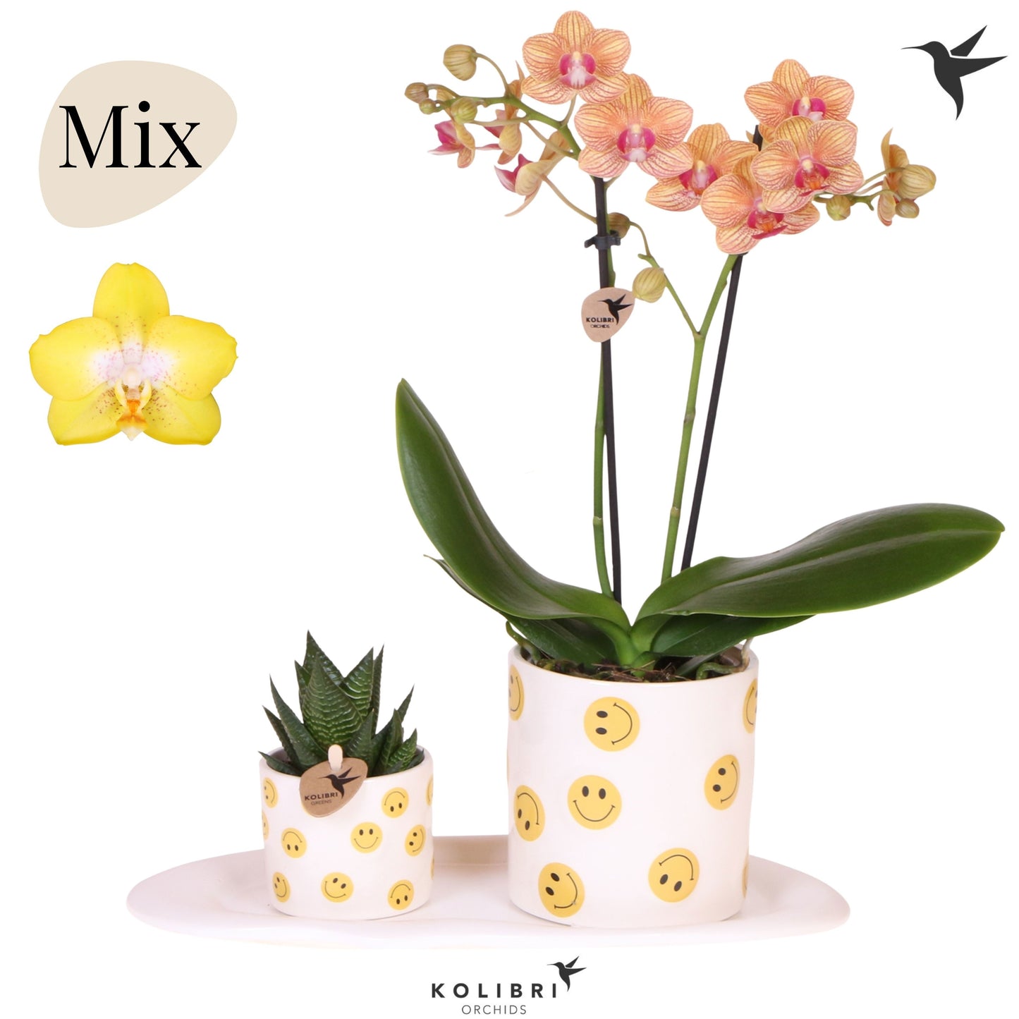 OK Plant Kolibri Gift Set medium Smiley Pack of 1