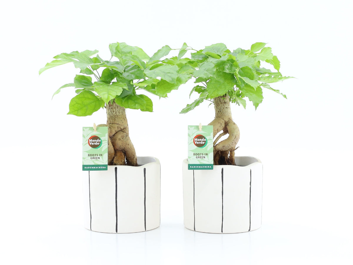 Radermachera sinica 30cm 13cm Pot