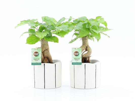 Radermachera sinica 30cm 13cm Pot