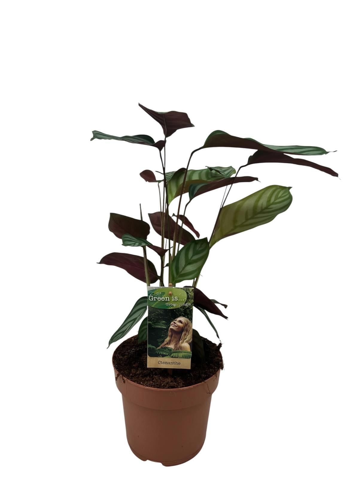 Vireo-Hedera plant BV Ctenanthe Compactstar Pack of 1