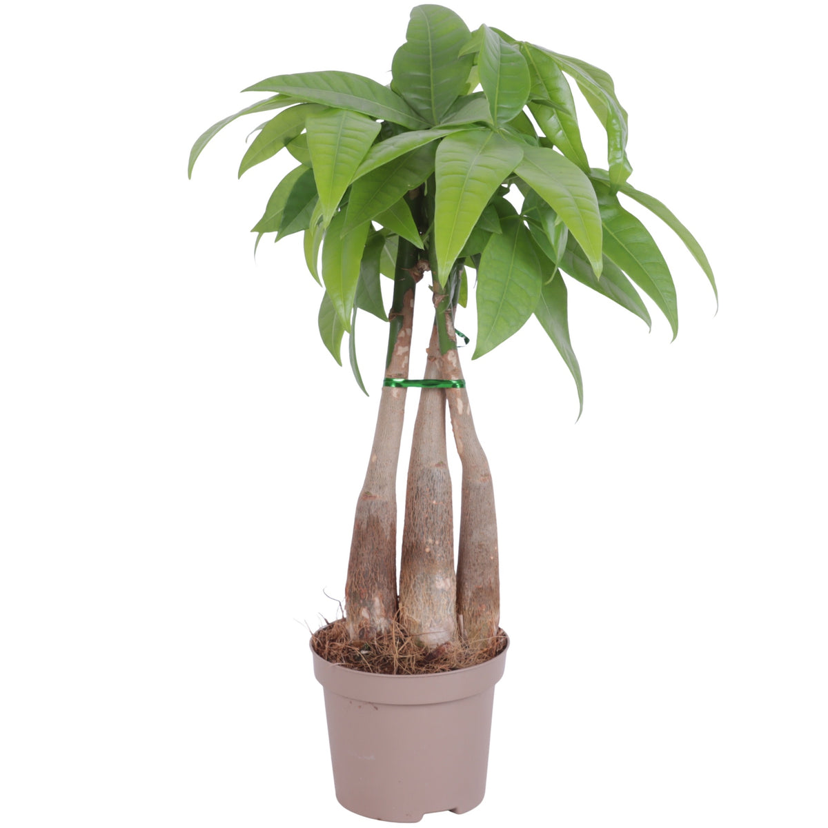 Pachira aquatica 30cm 9cm Pot